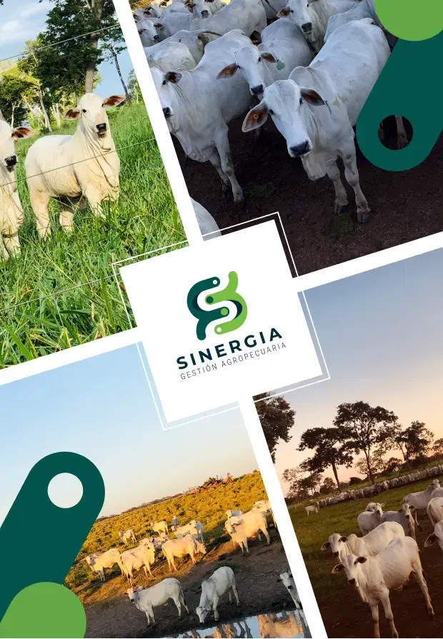 Sinergia Gestión Agropecuaria